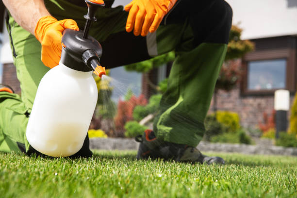 Best Wasp Removal Services  in Lake City, IA
