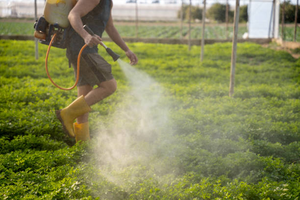 Best Pest Removal Services  in Lake City, IA