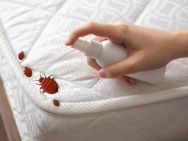 Best Residential Pest Control  in Lake City, IA