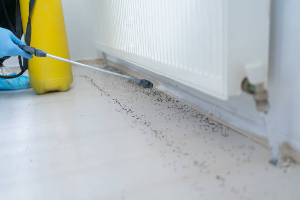 Best Flea Control Services  in Lake City, IA